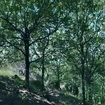 Oak Nature Деревянный коттедж *