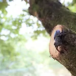 Lodge Oak Nature *