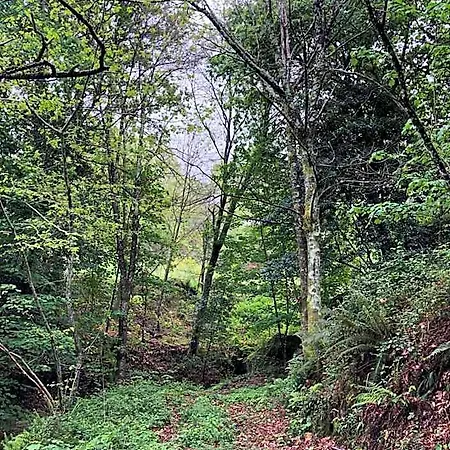 Lodge Oak Nature *