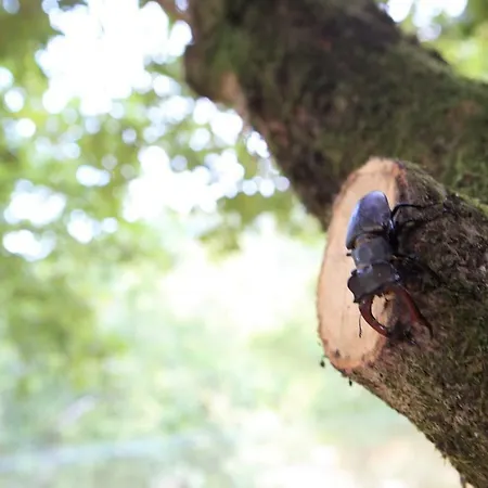 Деревянный коттедж Oak Nature *