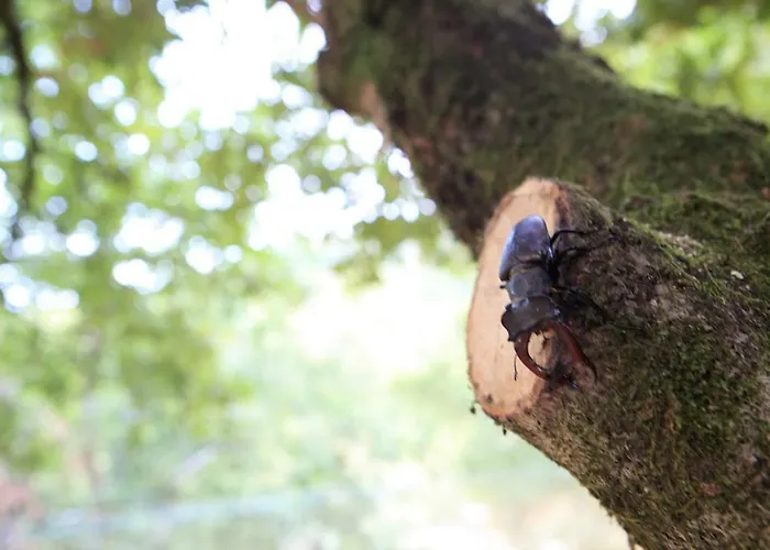 Деревянный коттедж Oak Nature *