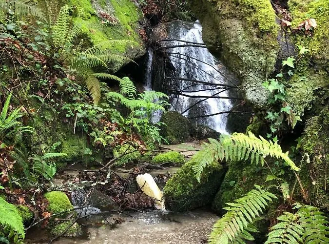 Oak Nature * Vieira do Minho